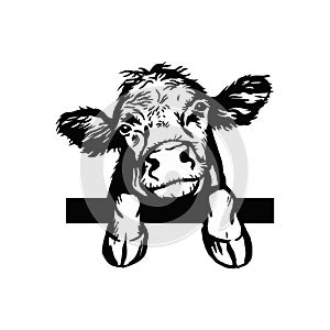 Peeking Calf Hand drawn. Calf, bull, cattle vector illustration. Farm animal collection. Black and white graphic.