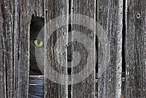 peeking cat in barn wood hole