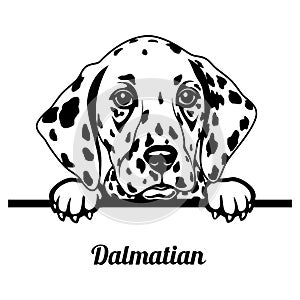 Peeking Dalmatian - Dog Breed - Pet Vector Portrait, Dog Silhouette Stencil - Cricut file EPS