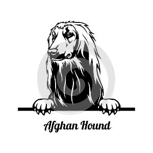 Peeking Dog - Afghan Hound breed - head isolated on white