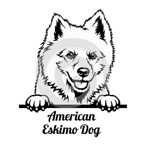 Peeking Dog - American Eskimo Dog breed - head isolated on white photo