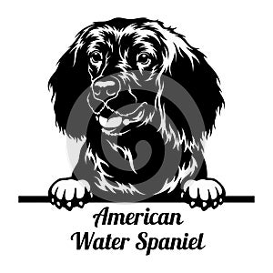 Peeking Dog - American Water Spaniel breed - head isolated on white