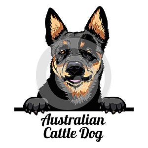 Peeking dog - Australian Cattle Dog - dog breed. Color image of a dogs head isolated on a white background