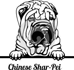 Peeking Dog - Chinese Shar-Pei breed - head isolated on white photo