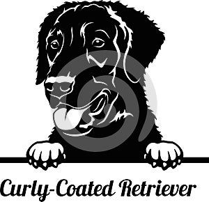 Peeking Dog - Curly-Coated Retriever breed - head isolated on white