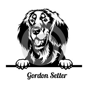 Peeking Dog - Gordon Setter breed - head isolated on white photo