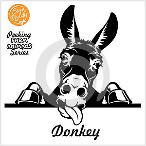Peeking Donkey - Cheerful neighing Donkey peeking out - face head isolated on white