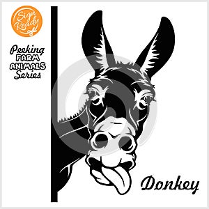 Peeking Donkey - donkey stuck out his tongue - face head isolated on white