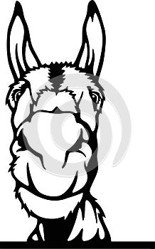 Peeking Donkey - Funny Farm Animals peeking out - face head isolated on white