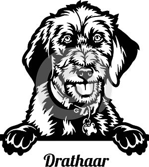 Peeking Drahthaar Dog - Dog lover owner gift - Dog cut file - Peeking Dog Cut Stencil