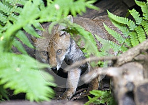 Peeking fox cub