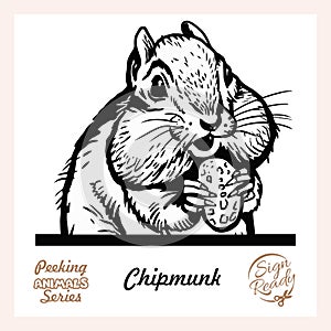 Peeking Friendly Chipmunk - vector illustration isolated on white