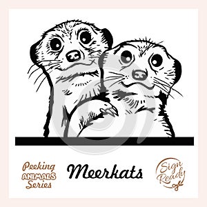Peeking Friendly Meerkat family - vector illustration isolated on white
