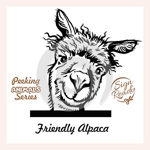 Peeking Funny Alpaca - Surprised Alpaca peeking out - face head isolated on white - vector stock photo