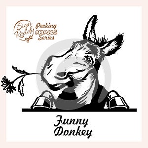 Peeking Funny Donkey - Funny Donkey peeking out - face head isolated on white
