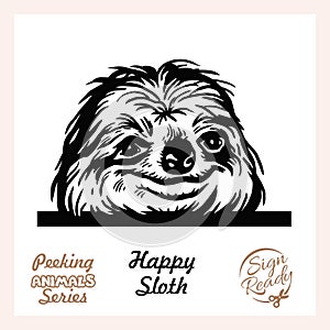 Peeking Funny Sloth - Funny Sloth peeking out - face head isolated on white