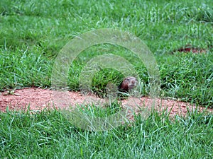 Peeking gopher from burrow entrance