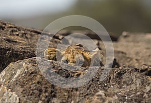 Peeking Lion Cub at Masai Mara National Park