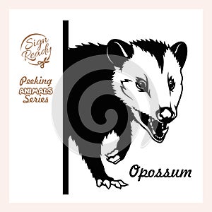 Peeking Opossum - face head isolated on white