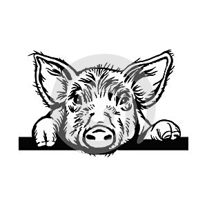 Peeking Pig head. Hand drawn sketch steak meat products with sausages and salami, pig farm fresh food, black and white