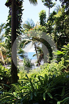 Peeking through the rainforest of Hawaii Tropical Botanical Gardens out to the Pacific Ocean in Onomea Bay