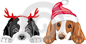 Peeking Saint Bernard dog and Cocker Spaniel in fancy accessories for Christmas