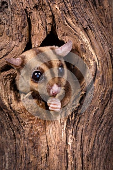 Peeking Sugar Glider