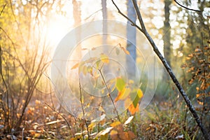 peeking sun during an autumn equinox morning in woodland