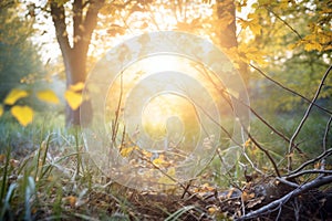 peeking sun during an autumn equinox morning in woodland