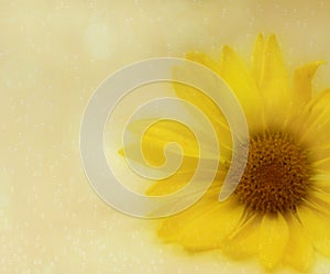 A peeking yellow flower.