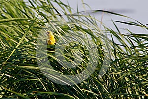 Peeking Yellow Headed Blackbird