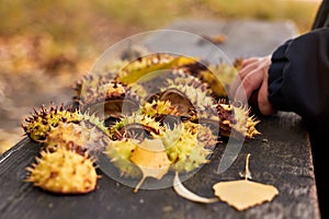 The peel from chestnuts and yellowed leaves lies on a wooden bench on an autumn day, autumn background