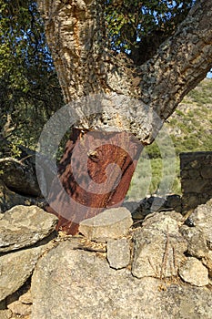 Peeled cork oaks tree