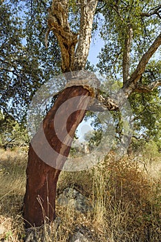 Peeled cork oaks tree