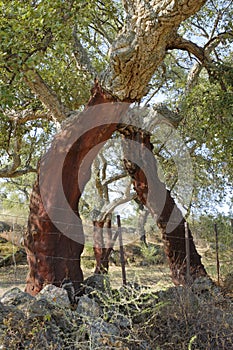 Peeled cork oaks tree