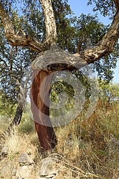 Peeled cork oaks tree