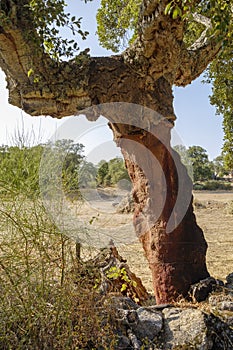 Peeled cork oaks tree