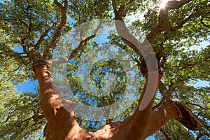 Peeled cork oaks tree