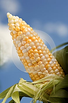 Peeled Corn on the Cob