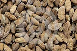Peeled dry brown almond seed with  mold plaque  in bulk.