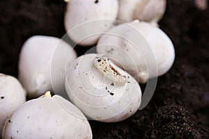 Peeled Dutch tulip bulb before planting in black soil.Reproduction and cultivation of flowers for sale on March 8th