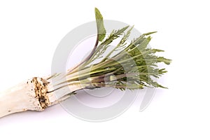 Peeled fresh horseradish root on a white background, Easter basket item