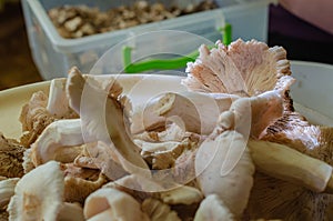 Peeled fresh mushrooms coddler or rowan poplar Tricholoma populinum.