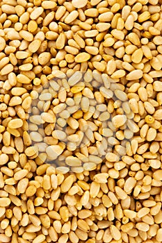 Peeled golden pine nuts top view from siberia