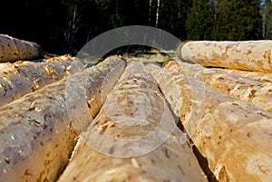 Peeled logs drying