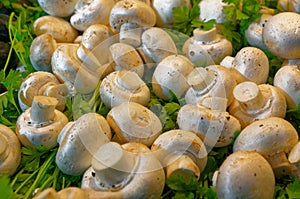 Peeled mushrooms among the greenery