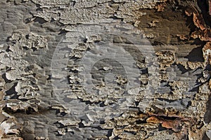 Peeled paint over wood boards from a boat hull, old wood texture background, texture wooden background of wooden painted texture