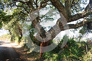 Peeled quercus suber after harvest