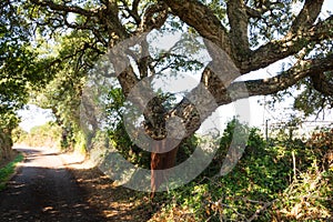 Peeled quercus suber after harvest