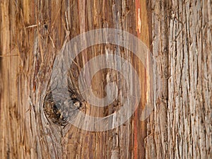 Peeled red cedar bark details photo